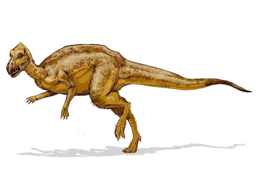 zalmoxes Imagen zalmoxes