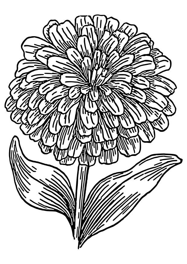 zinnia Dibujo para colorear zinnia
